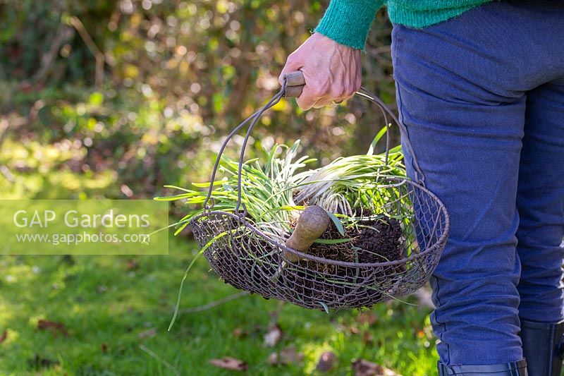 Woman carrying wire trug of lifting Galanthus - Snowdrops for division.
