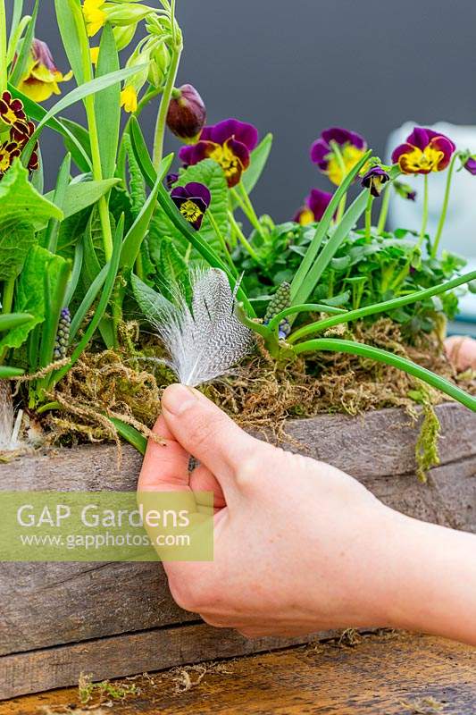 Woman adding feather to spring table decoration with Primula 'Gold Lace', Viola, Primula veris and Fritillaria michailovskyi. 