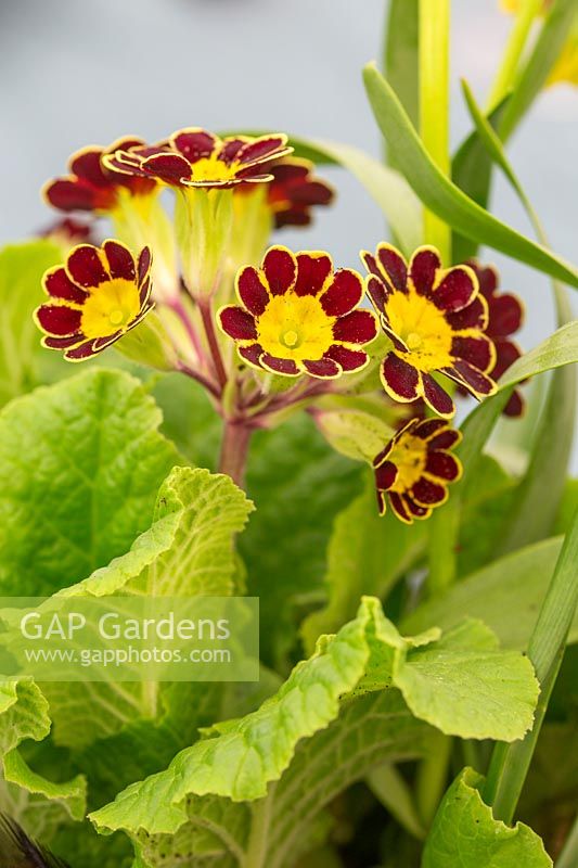 Primula Gold-laced Group  - Polyanthus Gold-laced Group