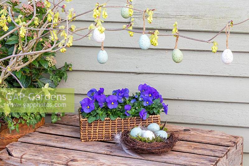 Easter display with pastel eggs and feathers in nest, wicker tray with Viola - Pansies and flowering Corylopsis branch.

