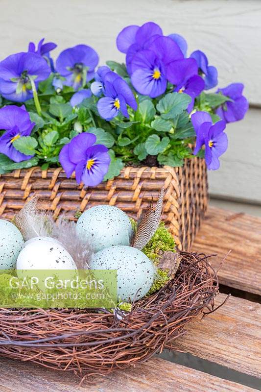 Easter display with pastel eggs and feathers in nest and wicker tray with Viola - Pansies. 