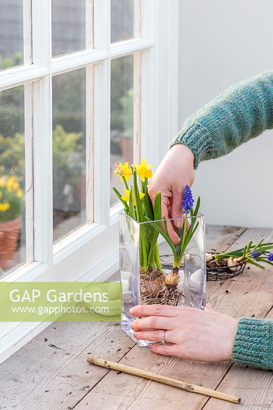 Woman creating a simple Easter display in a glass vase with Narcissus 'Tete a Tete' and Muscari. 