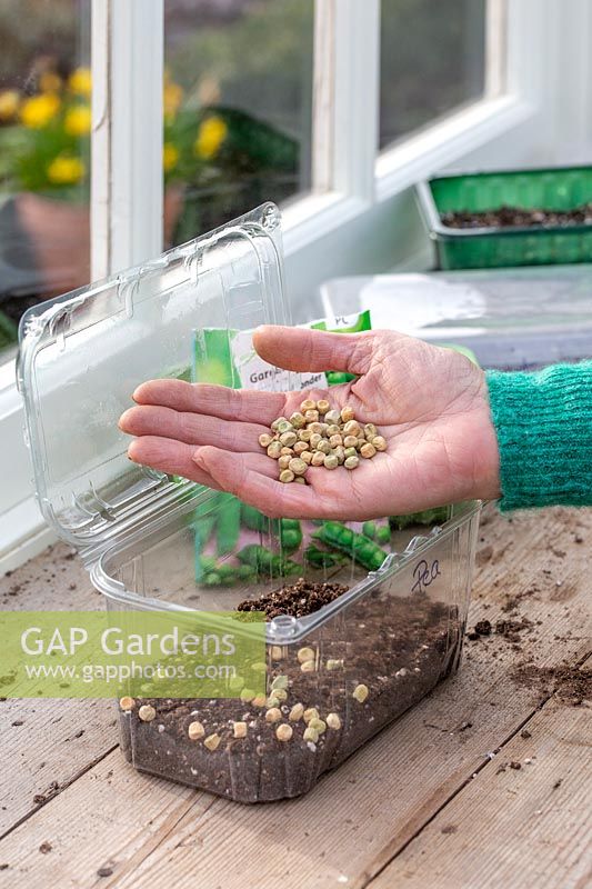 Woman sowing pea seeds in plastic seed tray on windowsill. 
