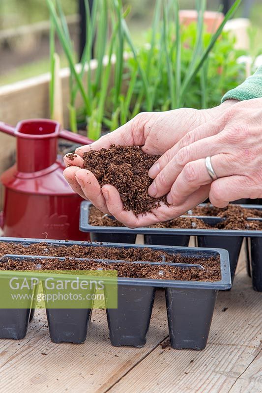 Gently covering the seeds with a thin payer of compost