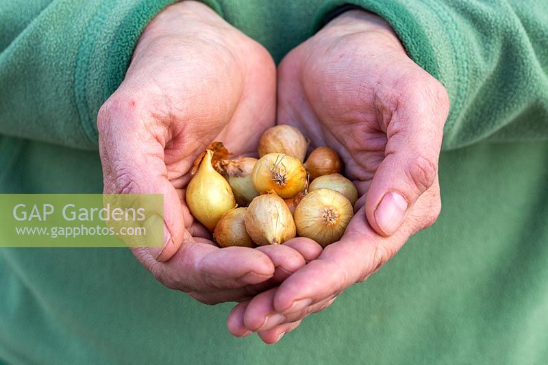Hanbds holding onion sets - Stuttgarter Giant