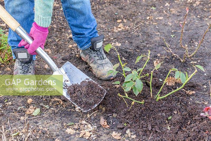 Adding well-rotted manure to Rose shrubs in border with spade