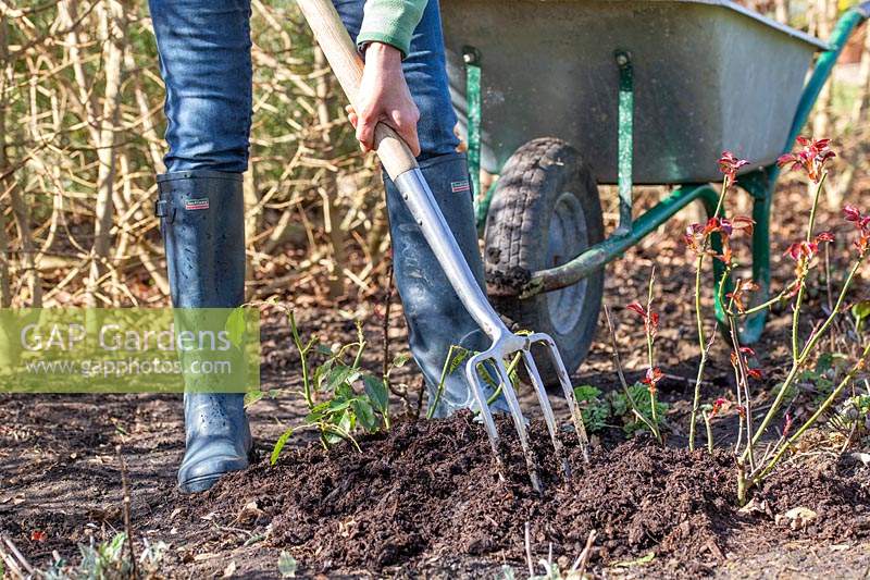 Working in well-rotted manure around Rose shrubs using a long-handled garden fork