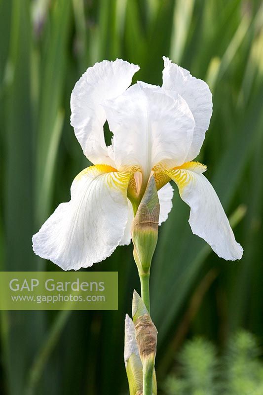 Iris barbata 'Coronation' 