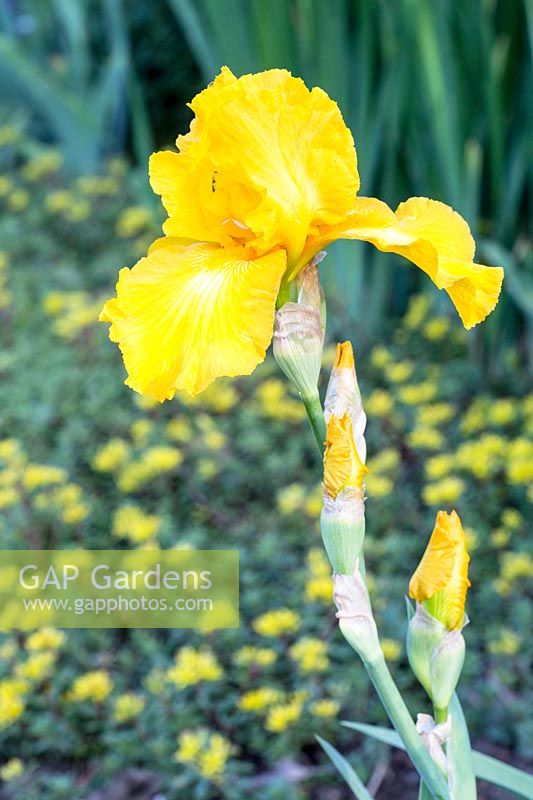 Iris barbata 'Golden Promenade' 
