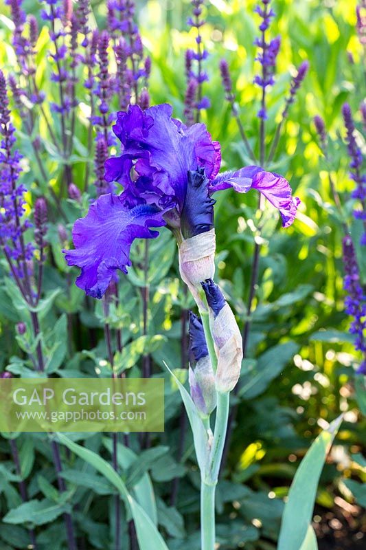 Iris barbata 'Navy Strutt' with Salvia in a flower bed