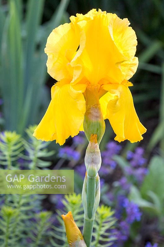 Iris barbata 'Carolina Gold' 