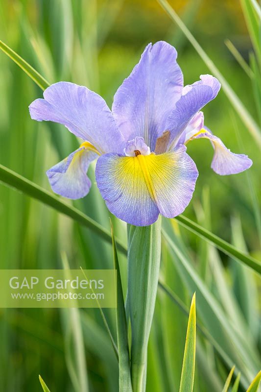  Iris spuria 'Highline Lavender'