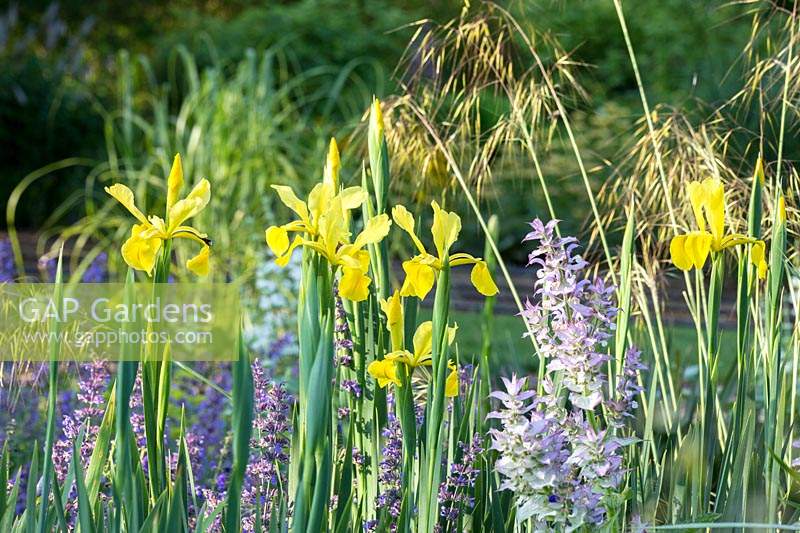 Flower border with Iris spuria 'Sunny Day', Lavandula angustifolia - English Lavender - and
 Salvia sclarea ssp. Turkestanica with seedheads of ornamental grass Stipa gigantea