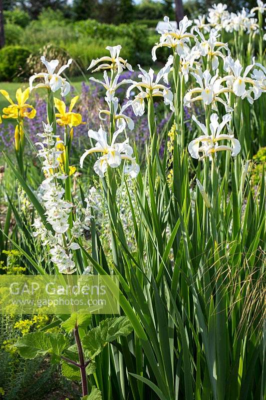 Flower border with Iris orientalis 'Frigia', Iris spuria 'Sunny Day',
Euphorbia seguieriana subsp. niciciana, Salvia sclarea 'Vatican White' and seedheads of ornamental grass
 Stipa gigantea