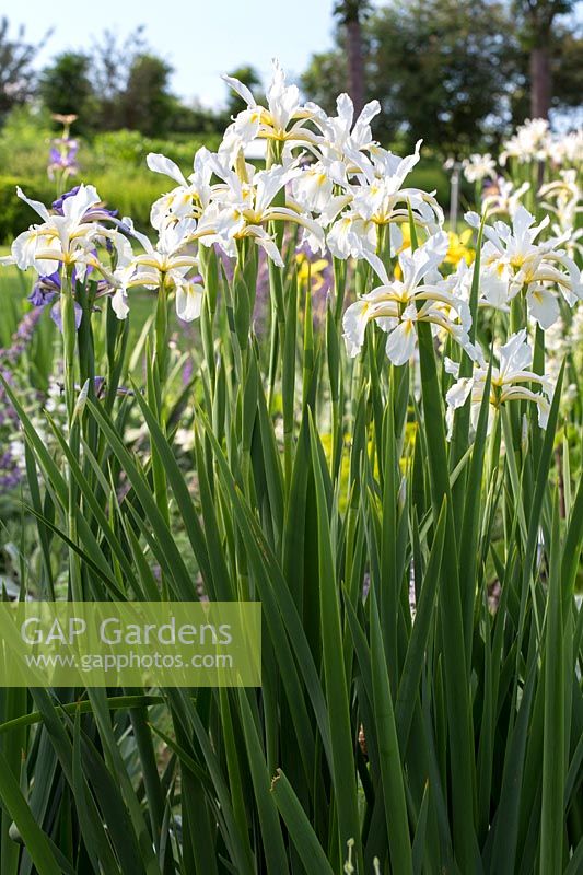 Iris orientalis 'Frigia' 