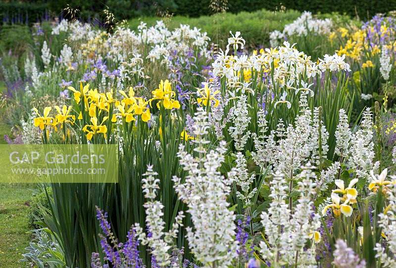 Iris border interplanted with other perennials. Plants include: Iris orientalis 
'Frigia', Iris spuria 'Neophyte' and Salvia sclarea 'Vatican White'