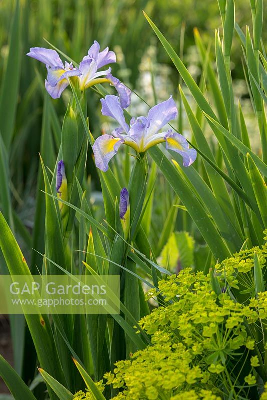 Iris spuria 'Highline Lavender' paired with Euphorbia seguieriana subsp. niciciana