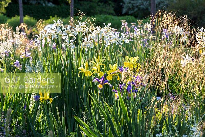 Iris border with Iris spuria 'Eleanor Hill', Iris orientalis 'Frigia' and
 Iris spuria 'Sunny Day' with seedheads of ornamental grass Stipa gigantea