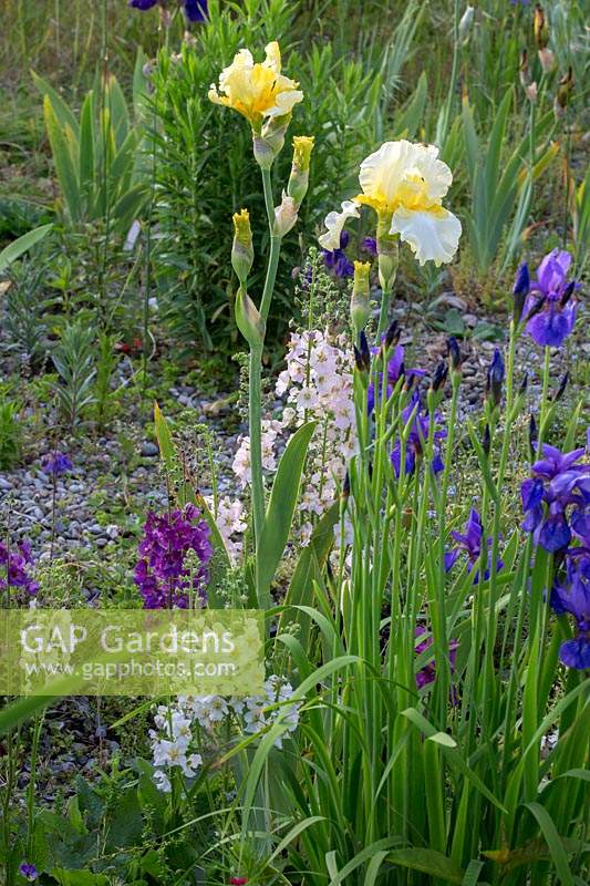Iris Barbata 'Southern Comfort', Iris sibirica 'Steve Varner', Aquilegia, Verbascum