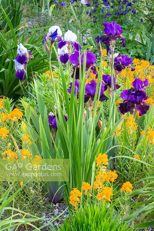 Iris Barbata 'Elizabeth Noble', Iris Barbata 'Local Color', Erysimum, Erysium suffruticosum 'Gold Dust'