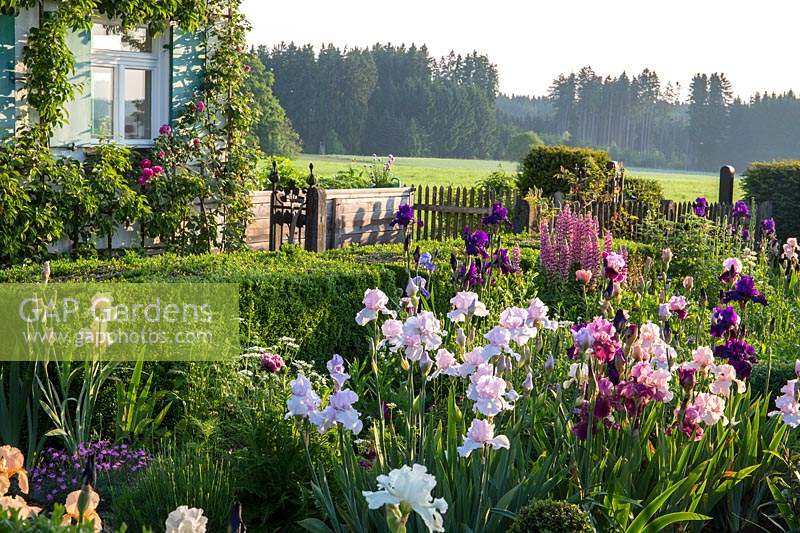 Iris border and box hedge in a country garden with a traditional house where the walls are covered with fruit trees and a climbing rose.
