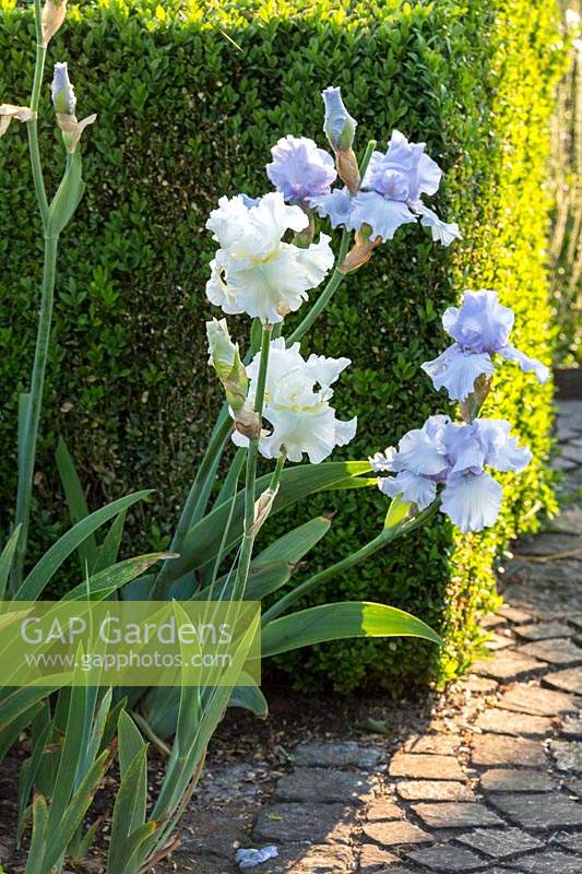 Bearded Iris next to box cube and paved garden path, Iris Barbata 'Clear Morning Sky', Iris Barbata 'Mesmerizer'