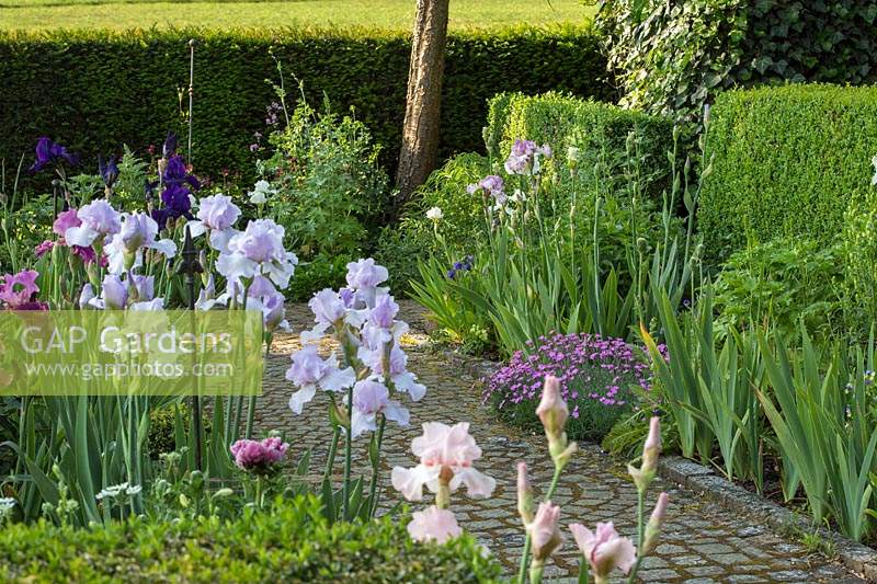 Bearded iris, pinks and clipped hedges next to a granite paved garden path 