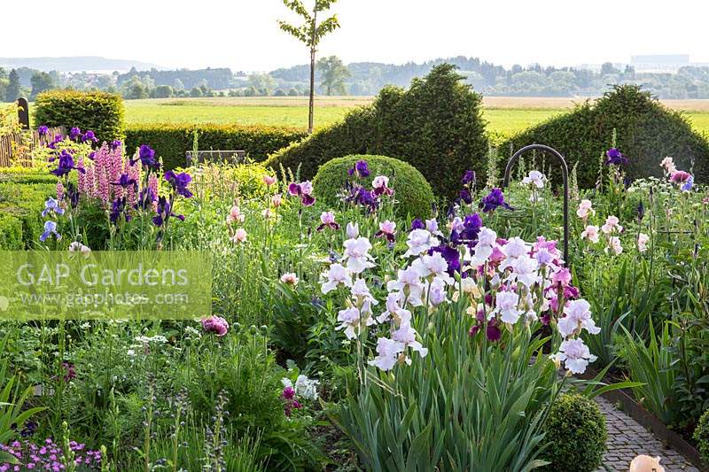 Mixed summer border in a garden close to the countryside with pastures, in the background, clipped yew hedges and pyramids