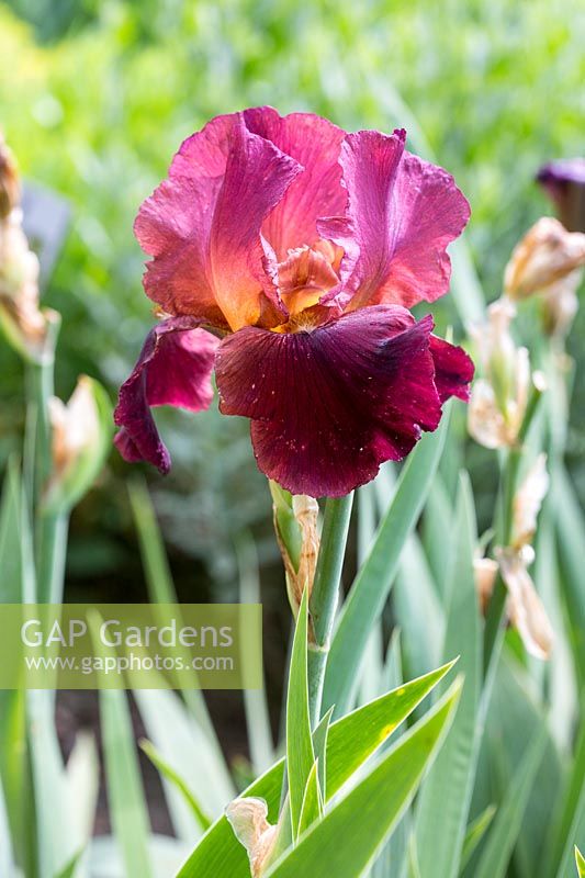 Iris barbata 'Jewel Tone' 