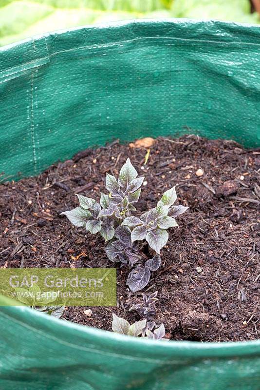 Solanum tuberosum 'Albert Bartlett Purple Majesty' - Potato - first leaves 
on plants in a potato-growing bag