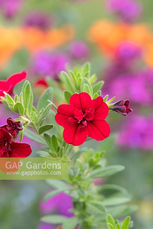 Calibrachoa 'Can-can Double Red' - Million Bells 