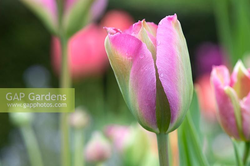 Tulipa 'Groenland' - Viridiflora Tulip 