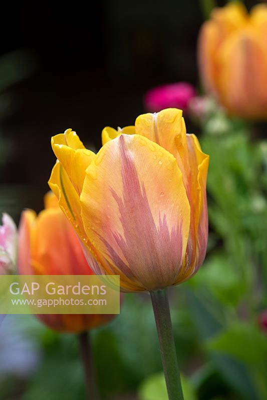 Tulipa 'Princess Irene' - Triumph Tulip