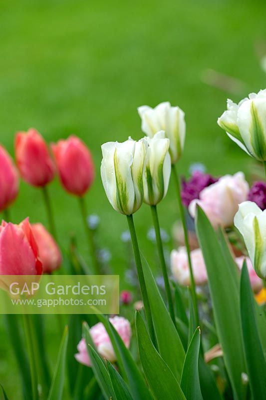 Tulipa 'Spring Green' - Viridiflora Tulip - growing next to other tulips