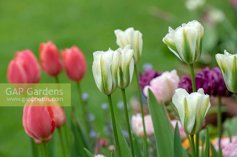 Tulipa 'Spring Green' - Viridiflora Tulip - growing next to other tulips
