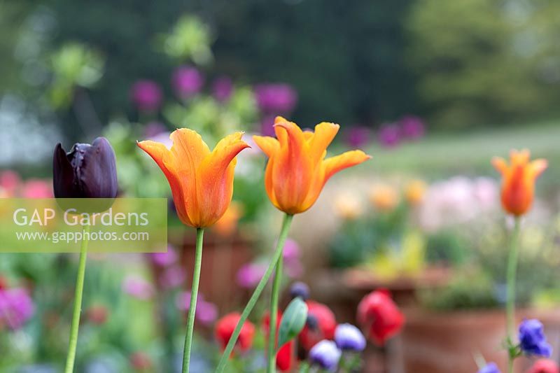 Tulipa 'Ballerina' - Lily-flowered Tulip 'Ballerina' growing with dark purple tulip