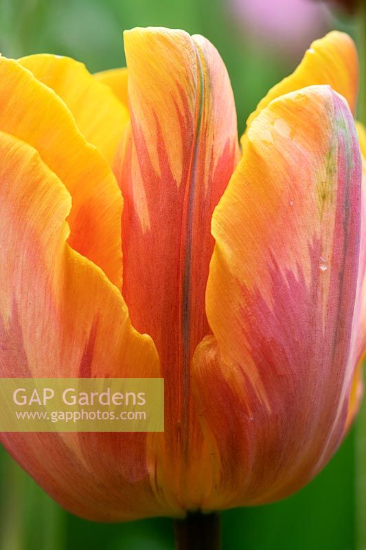 Tulipa 'Princess Irene' - Triumph Tulip 'Prinses Irene' 