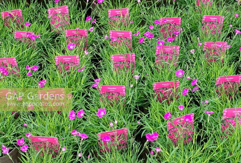 Dianthus kahori - Pink 'Kahori' - plants in small pots for sale in a garden centre 