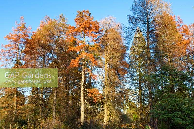 Taxodium distichum - Swamp Cypress - deciduous conifer against a blue sky