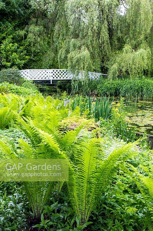 Matteuccia struthiopteris - Shuttlecock Fern - near water with marginal and aquatic planting, view of 
white lattice-work wooden bridge and Salix x sepulcralis 'Chrysocoma' - Weeping Willow