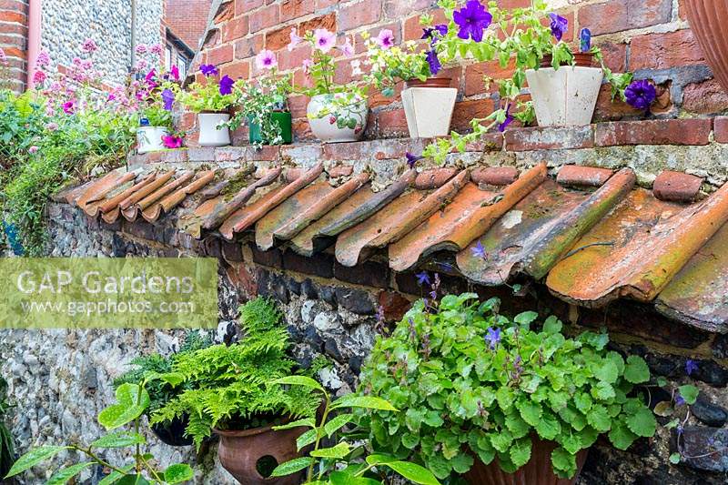 An old brick and flint wall decorated with a row of small pots of plants
 including petunias, ferns and Campanula poscharskyana