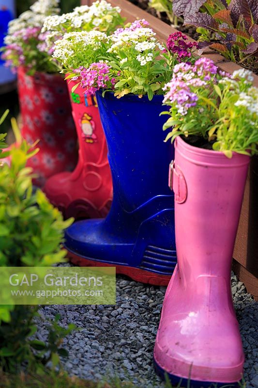 Children's coloured wellies planted with pink and white Alyssum. The Abberley Space Rocket garden, Abberley Hall. Malvern Spring Festival, UK. 

