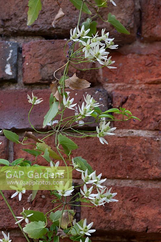 clematis forsteri - against a brick wall