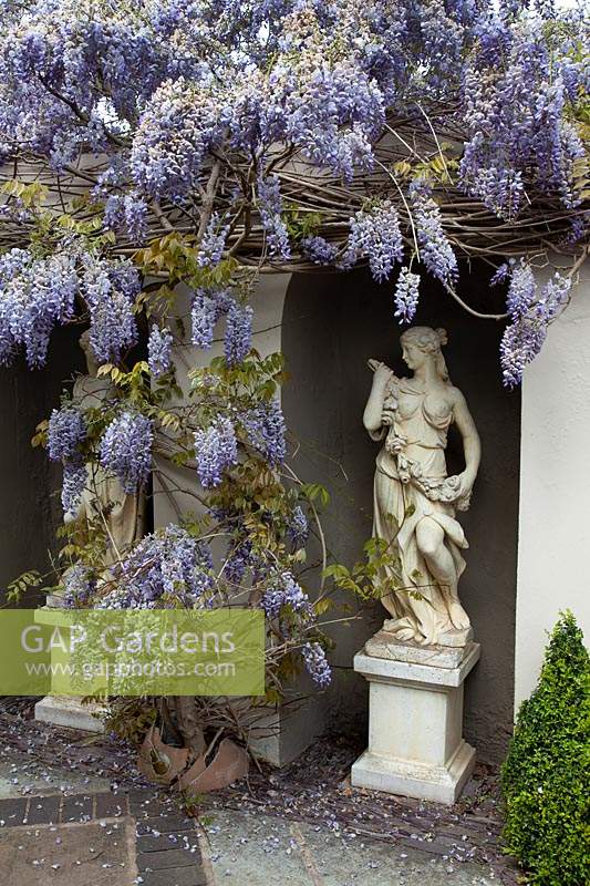 Wisteria in the Italianate garden, growing around alcove housing a classical statue of a woman