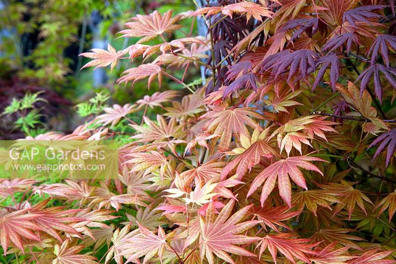 Acer shirasawanum 'Autumn Moon' - Shirasawa maple 'Autumn Moon'