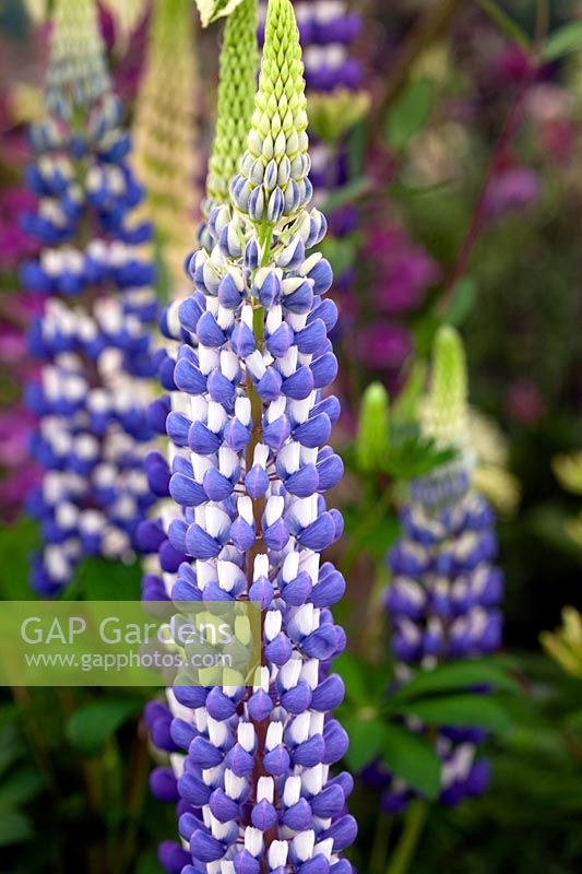 Lupinus 'The Governor' - Lupin