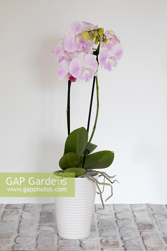 Phalaenopsis orchid in modern home. 