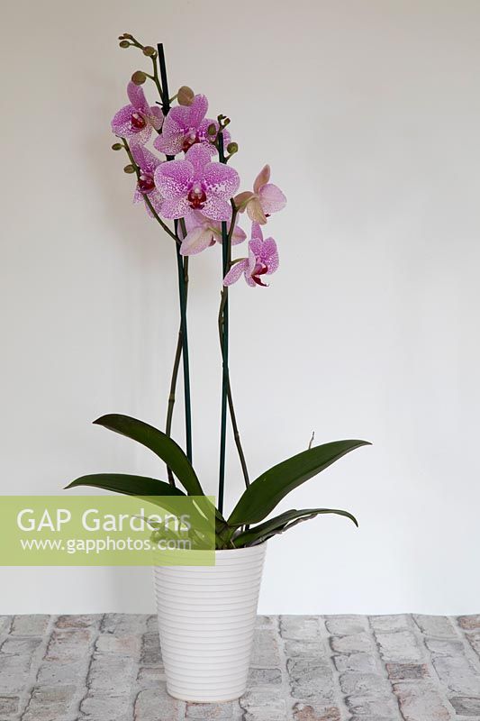 Phalaenopsis Orchid in modern home. 
