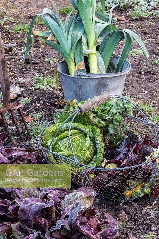 Wire basket of harvested winter vegetables including leeks, chard, kale, beetroot, celeriac and cabbage. 