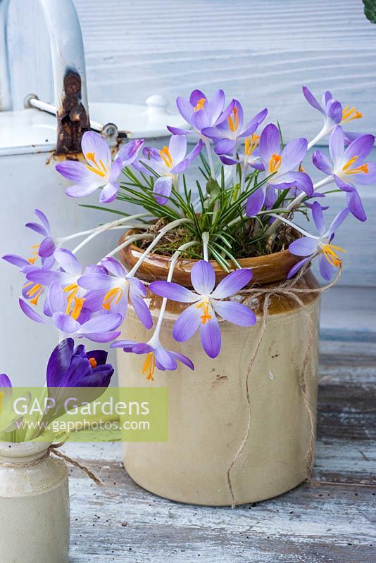 Crocus planted in pottery vase. 